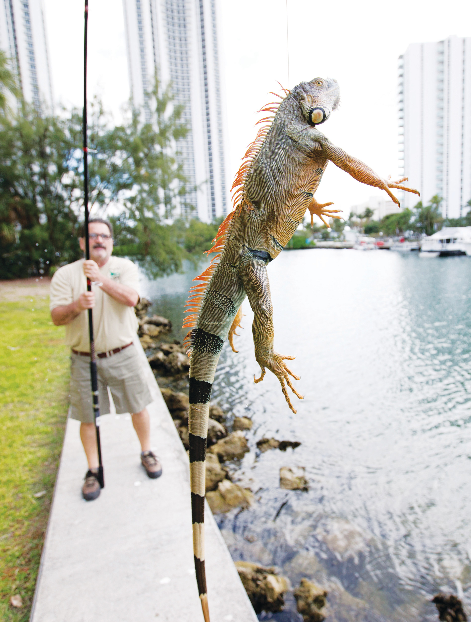 In South Florida, green iguanas spread into suburban scourge | The Sumter Item