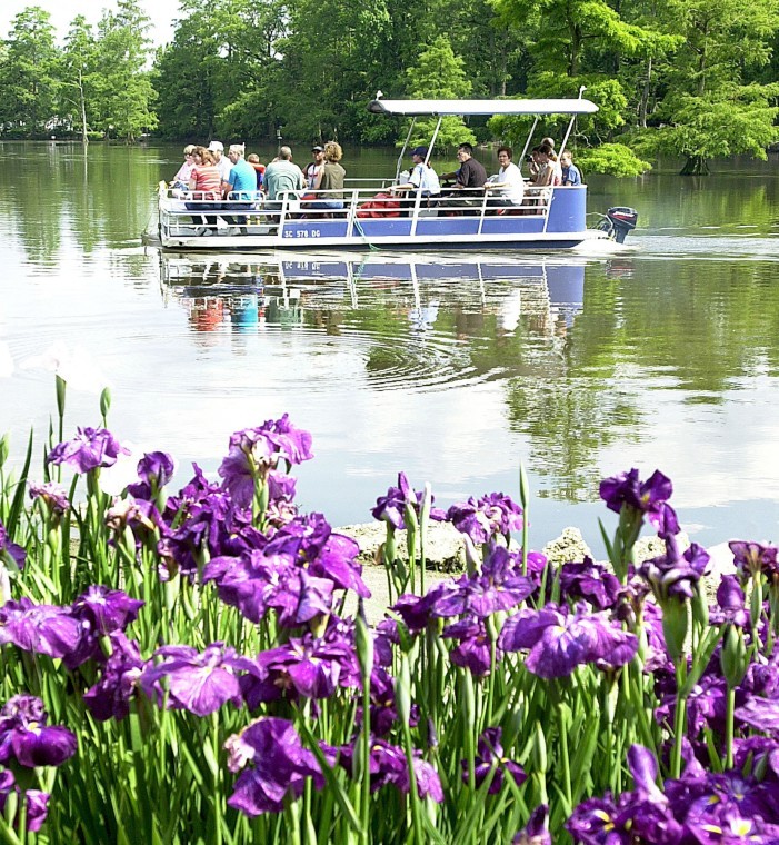 Sumter Iris Festival People Events To Fill Swan Lake The