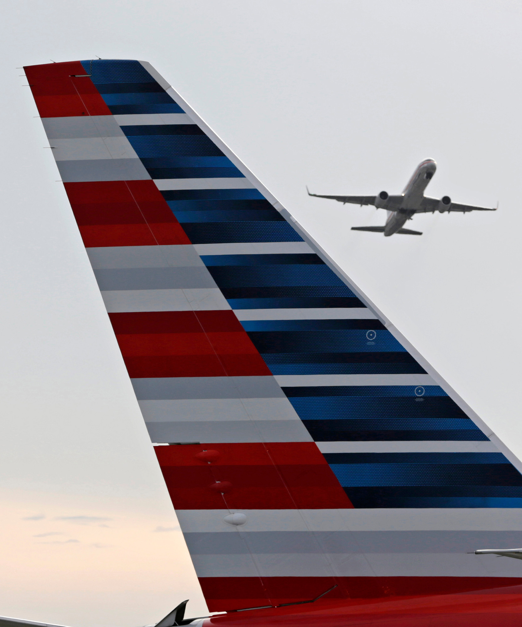 American Airlines grounding emotional-support animals | The Sumter Item
