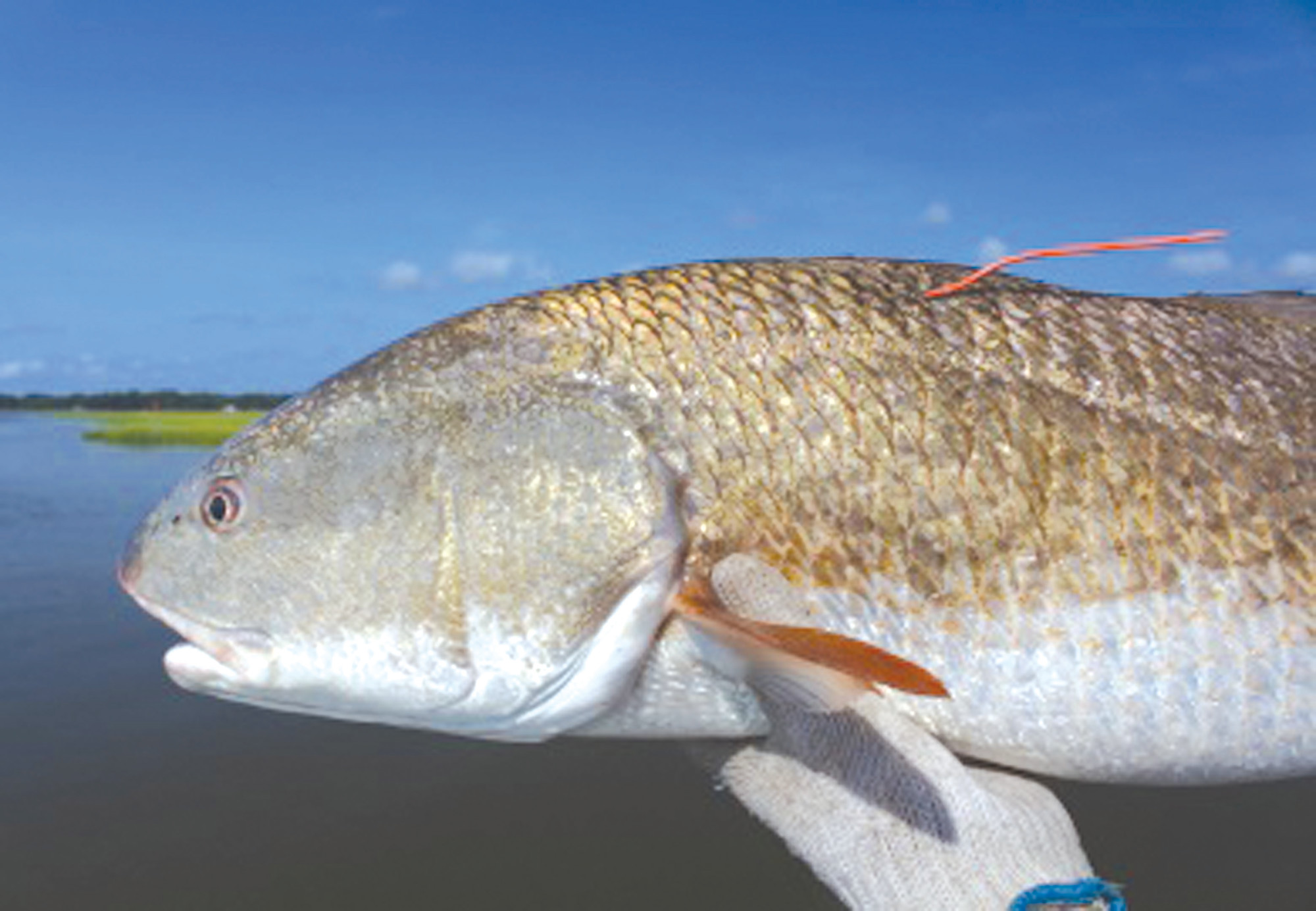 New limits for red drum will address overfishing | The ...