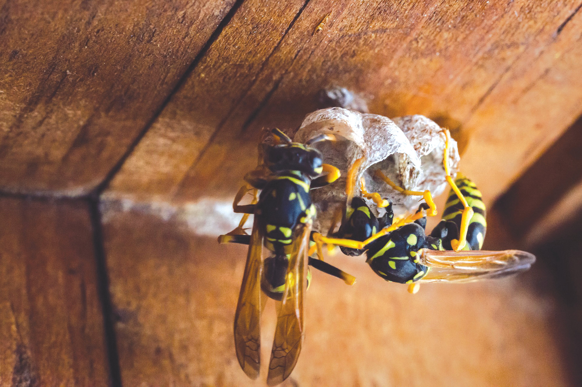 Yellowjackets can be both fearsome and benevolent | The Sumter Item