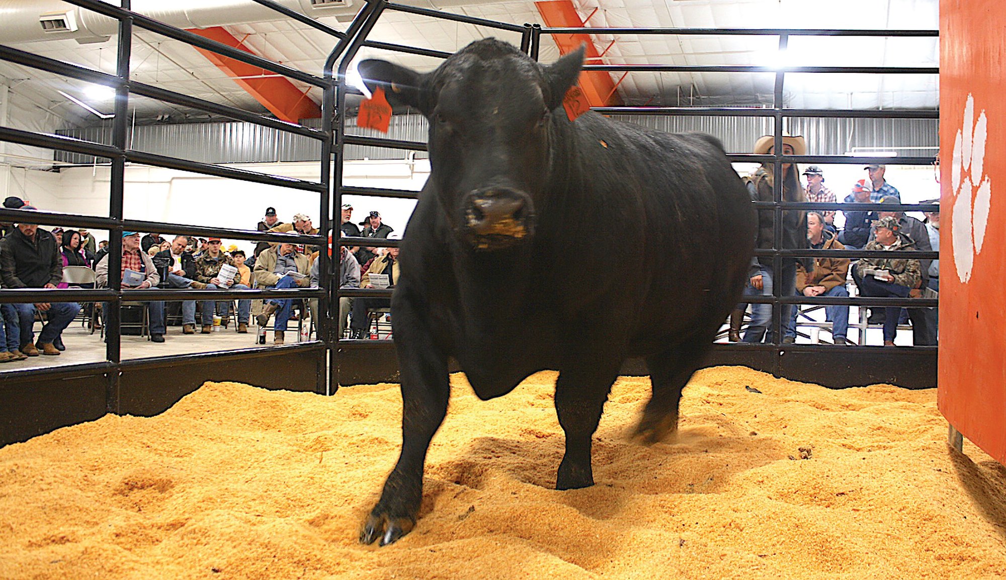 Clemson hosts 44th Bull Test auction Feb. 1 | The Sumter Item