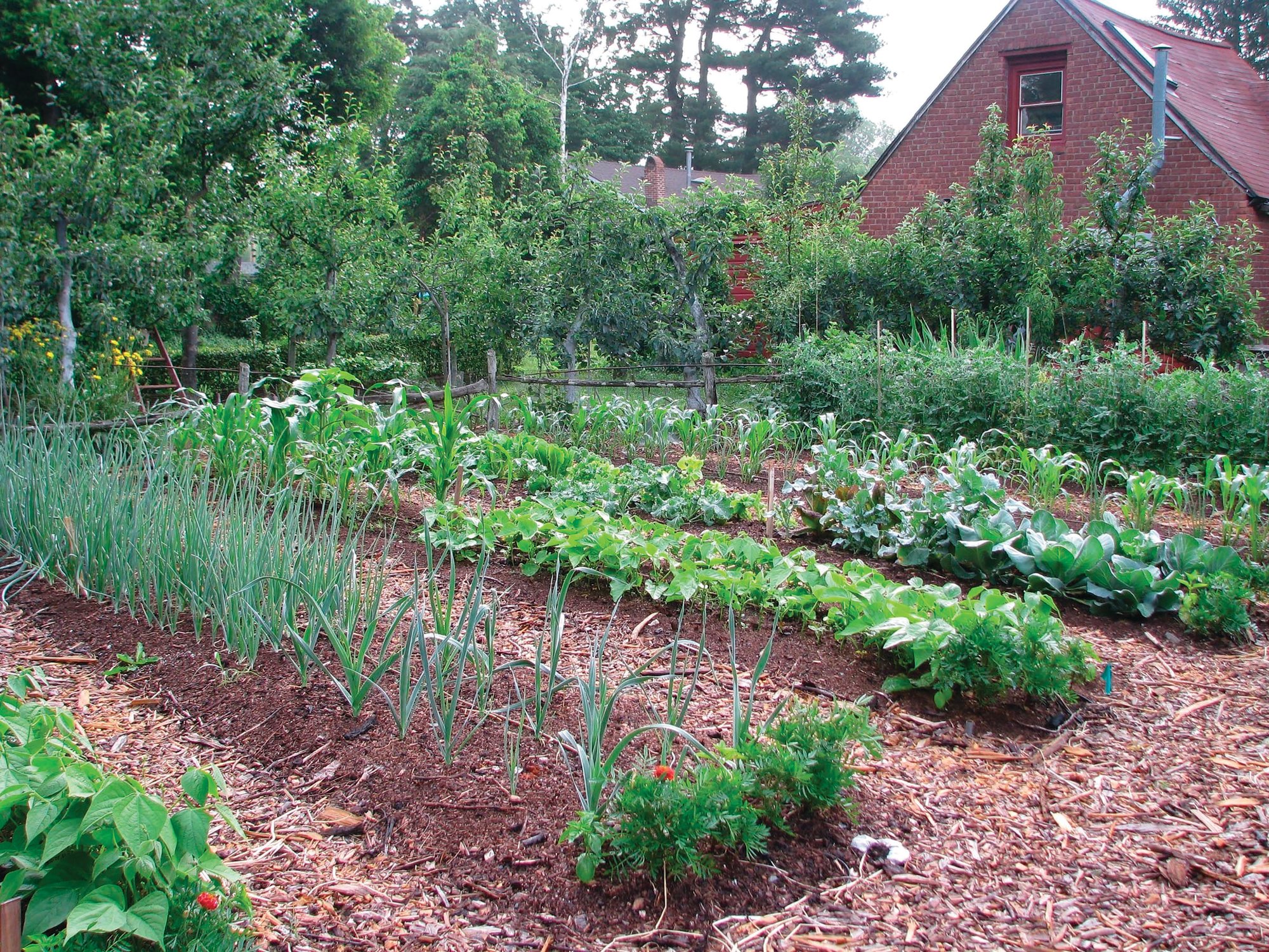 Want To Start A Vegetable Garden Here Are The Basics The Sumter
