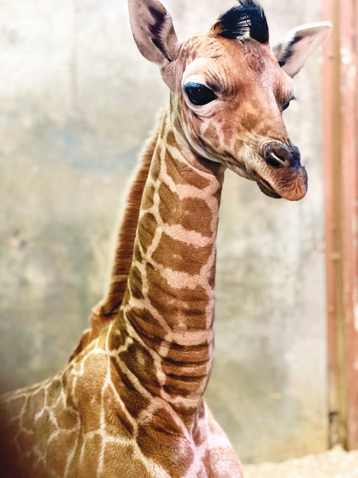 Ja Raffe: Memphis zoo names baby giraffe after former Crestwood star | The  Sumter Item