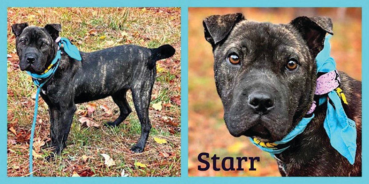Come meet sweet Starr at Sumter Animal Control | The Sumter Item